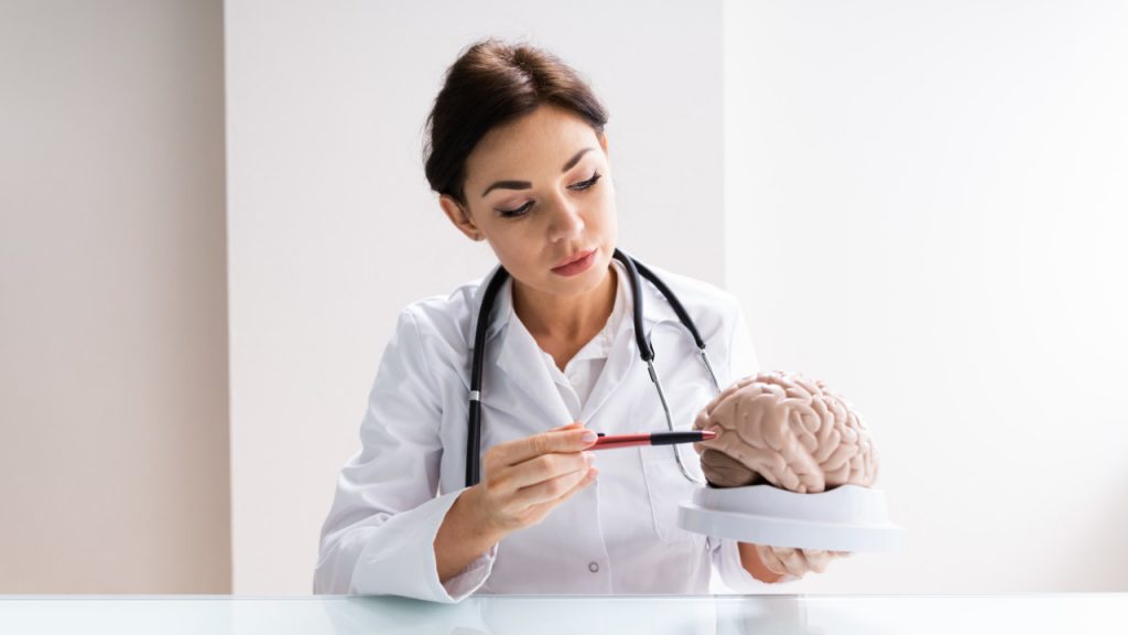 Neurologist demonstrating brain anatomy model during patient consultation